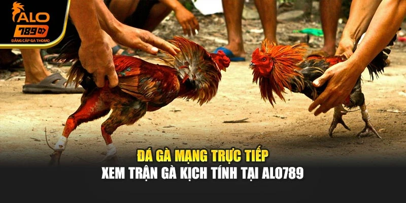 Đá Gà Mạng Trực Tiếp – Xem Trận Gà Kịch Tính Tại Alo789